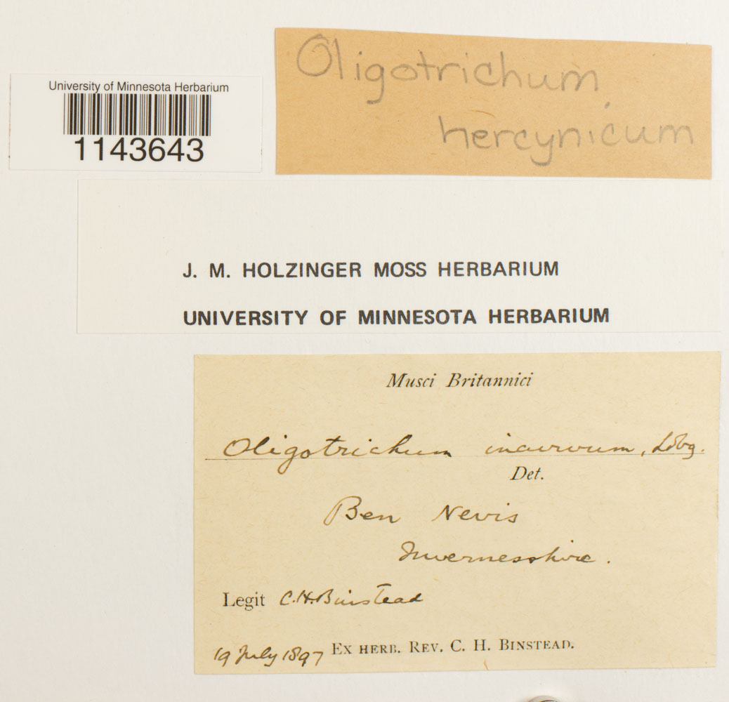 Oligotrichum hercynicum image