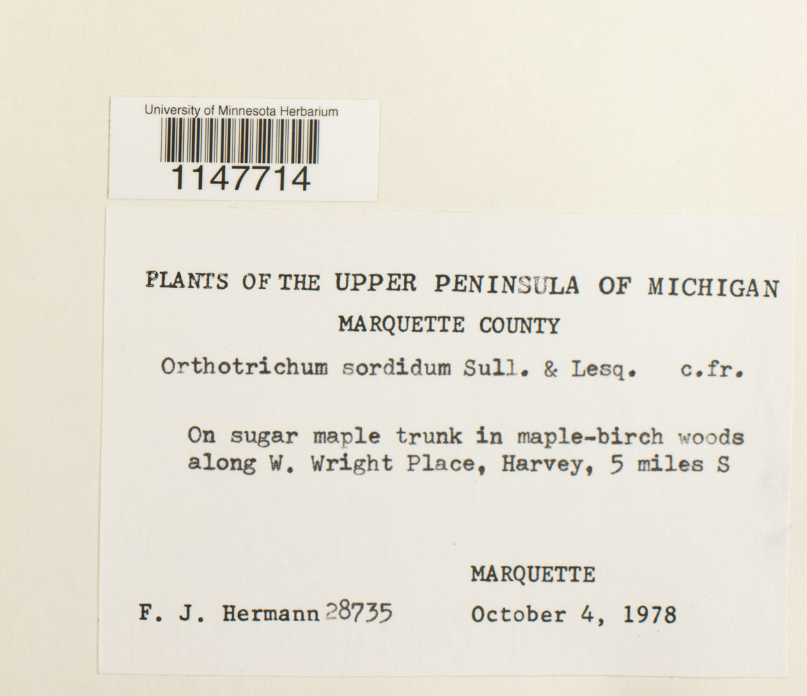 Orthotrichum sordidum image