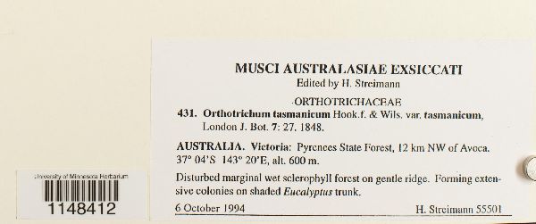 Orthotrichum tasmanicum image