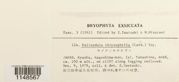 Palisadula chrysophylla image