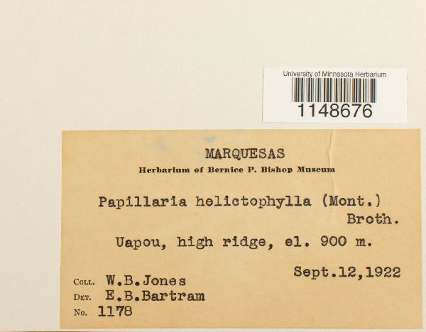 Papillaria helictophylla image