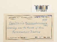 Papillaria crocea image