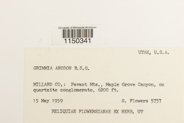 Grimmia anodon image