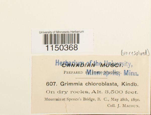 Grimmia chloroblasta image