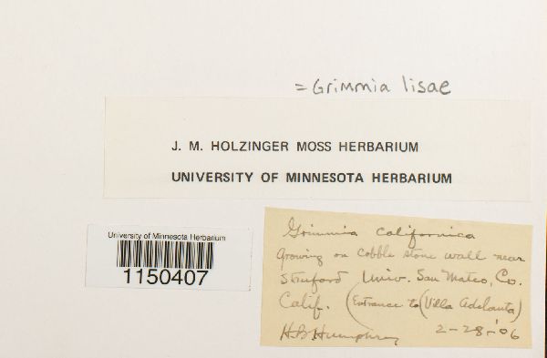 Grimmia image