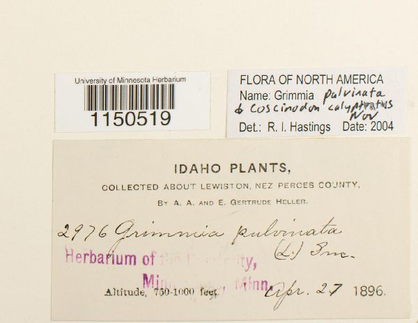 Grimmia pulvinata image