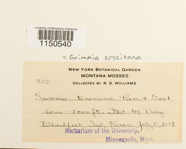 Grimmia sessitana image
