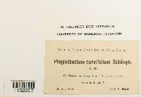 Plagiothecium curvifolium image