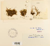 Plagiothecium sylvaticum image