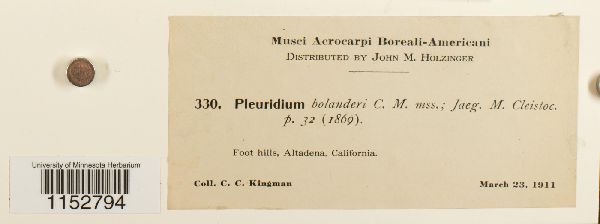 Pleuridium acuminatum image