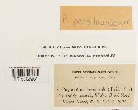 Pogonatum pensilvanicum image