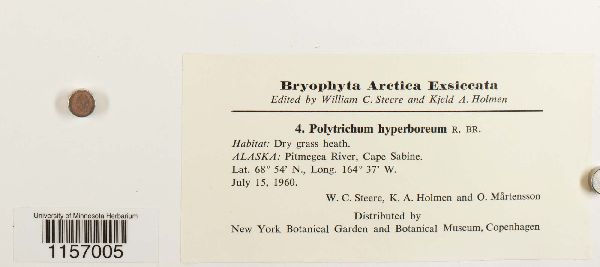 Polytrichum hyperboreum image