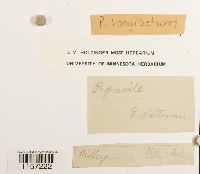 Polytrichum longisetum image