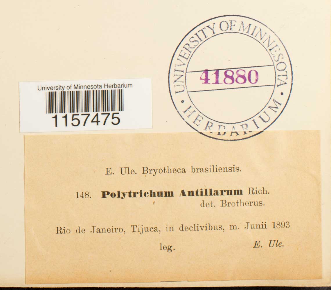 Polytrichum juniperinum var. juniperinum image