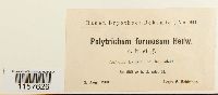 Polytrichum formosum image