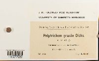 Polytrichum longisetum image
