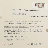 Ptilium crista-castrensis image