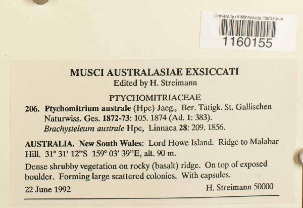 Ptychomitrium australe image