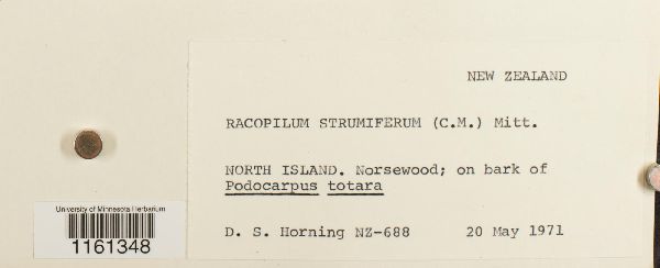 Racopilum strumiferum image