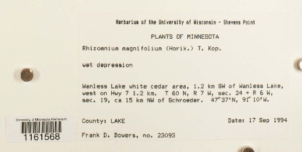 Rhizomnium magnifolium image