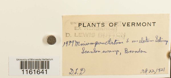 Rhizomnium magnifolium image