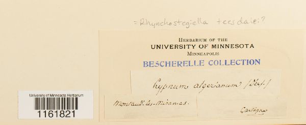 Rhynchostegiella image