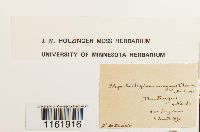 Rhynchostegium megapolitanum image