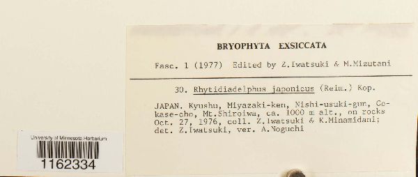 Rhytidiadelphus japonicus image