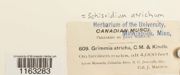 Schistidium atrichum image
