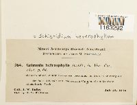 Schistidium heterophyllum image
