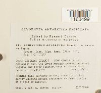 Schistidium antarctici image
