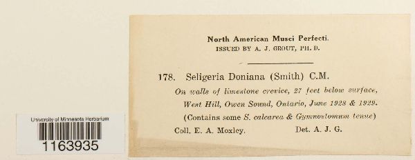 Seligeria donniana image