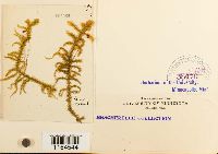 Rhytidiadelphus triquetrus image