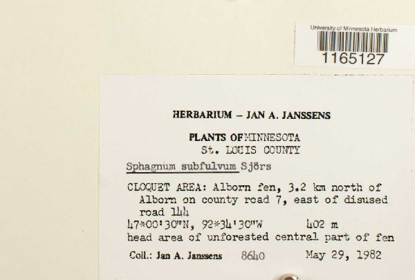 Sphagnum subfulvum image