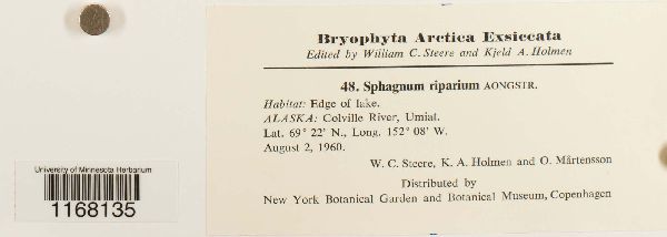 Sphagnum riparium image