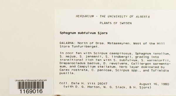 Sphagnum subfulvum image