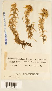 Sphagnum lindbergii image
