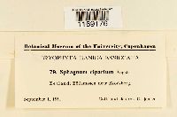Sphagnum riparium image