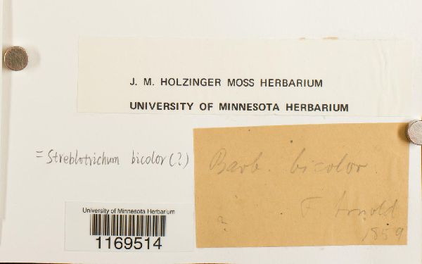 Streblotrichum bicolor image