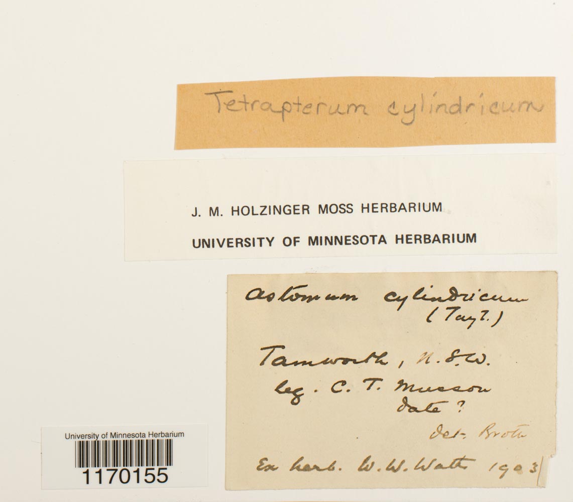 Tetrapterum image