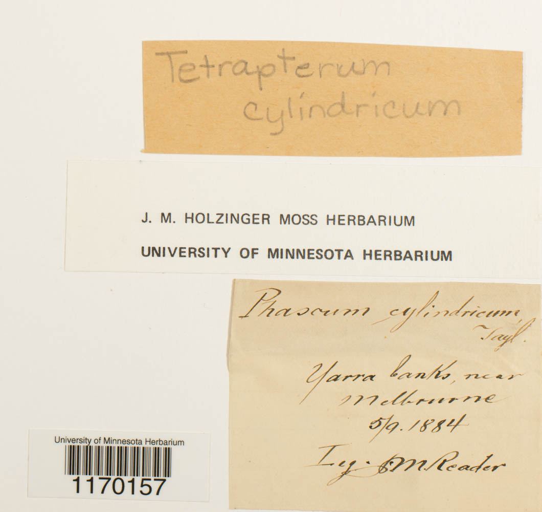 Tetrapterum cylindricum image