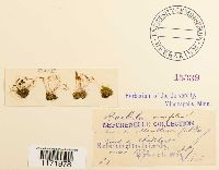 Tortula cuneifolia image