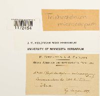 Trichosteleum vincentinum image