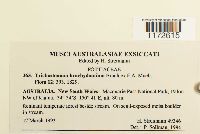 Trichostomum brachydontium image