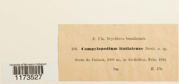 Campylopodium itatiaiense image