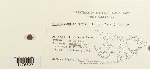 Clasmatocolea vermicularis image