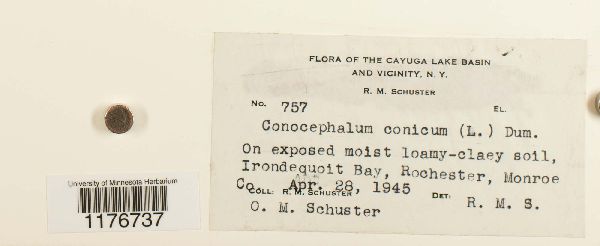 Conocephalum conicum image