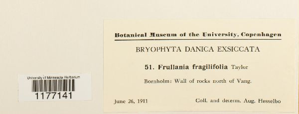Frullania fragilifolia image