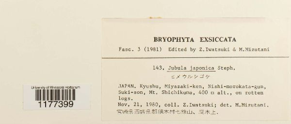 Jubula japonica image