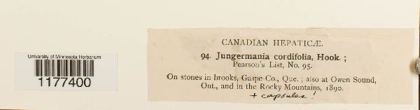 Jungermannia cordifolia image